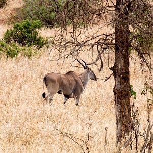 Eland