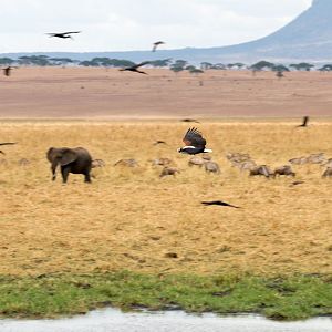 African Fish Eagle in flight (scaring birds)