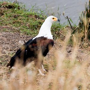 African Fish Eagle