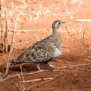 Black-faced Sandgrouse hen