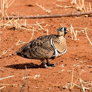 Black-faced Sandgrouse