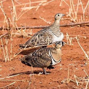 Black-faced Sandgrouse pair
