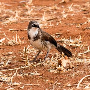 Northern Pied Babbler