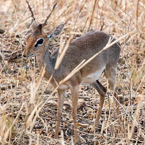 Kirks Dikdik