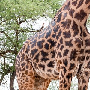 Masai Giraffe pattern