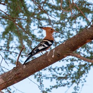 African Hoopoe