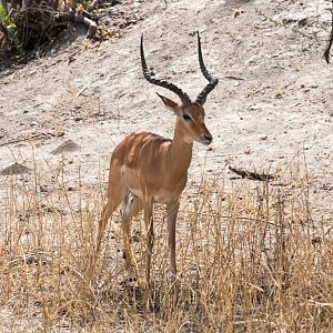 Impala