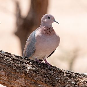 Laughing Dove