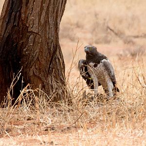 Martial Eagle