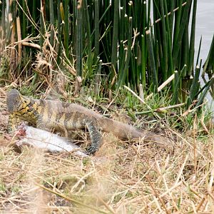 Nile Monitor with fish