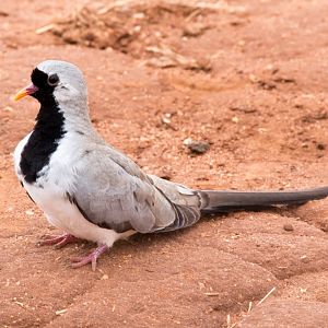 Namaqua Dove