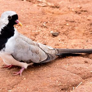 Namaqua Dove
