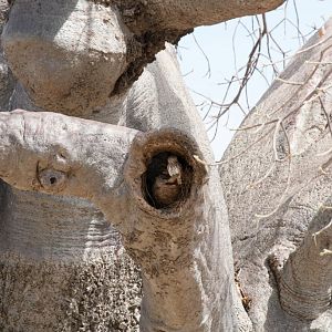 Pearl-spotted Owlet in Baobab