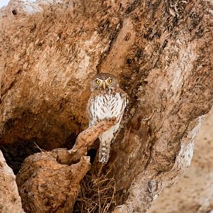 Pearl-spotted Owlet