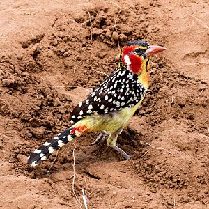 Red-and-Yellow Barbet
