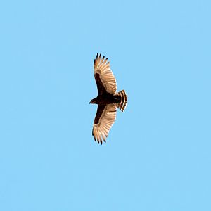 Brown Snake-Eagle