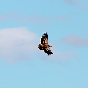 Martial Eagle, immature