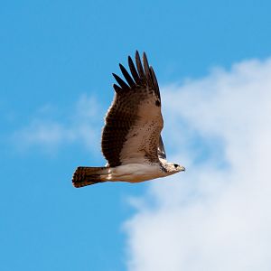 Martial Eagle, immature