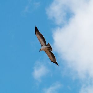 Martial Eagle, immature
