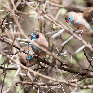 Red-cheeked Cordon Bleu