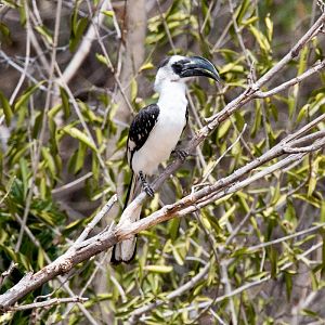 Von der Deckens Hornbill female