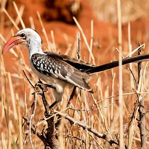 Red-billed Hornbill