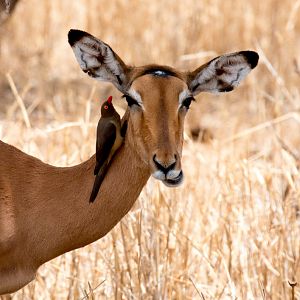 Red-billed Oxpecker on Impala