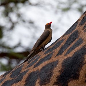 Red-billed Oxpecker on Giraffe