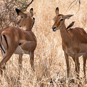 Red-billed Oxpecker and Impala