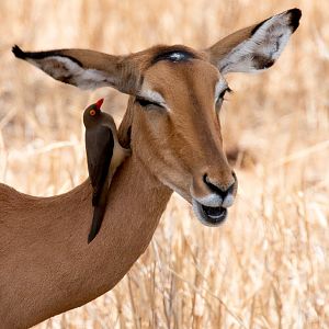 Red-billed Oxpecker on Impala
