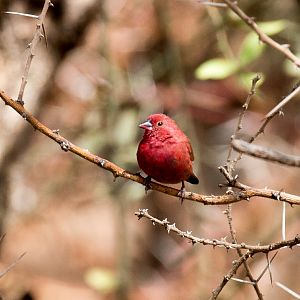 Red-billed Firefinch