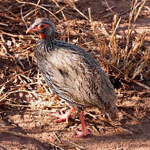 Red-necked Spurfowl