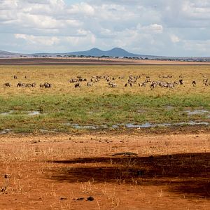 Silale Swamp with Nile Monitor in foreground