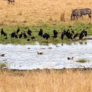 Waterbirds at Silale Swamp