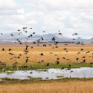 Waterbirds in flight at Silale Swamp