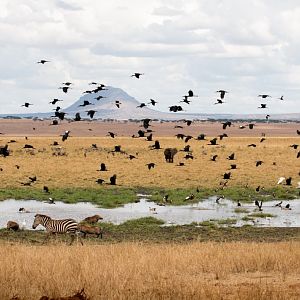 Waterbirds in flight at Silale Swamp