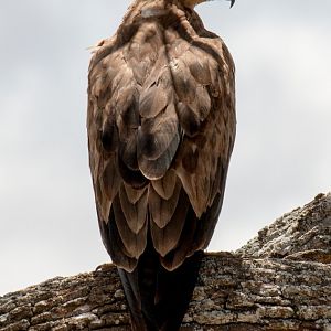 Tawny Eagle