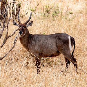 Waterbuck buck