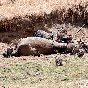 Vultures on elephant carcass
