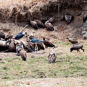 Vultures on elephant carcass