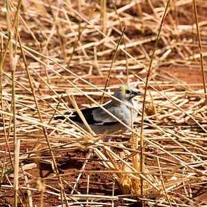 African Wattled Starling