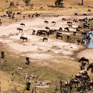 Wildebeest at Tarangire River