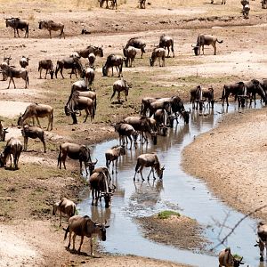 Wildebeest at Tarangire River