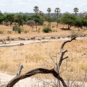 Wildlife at Tarangire River