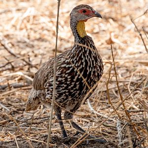 Yellow-necked Spurfowl