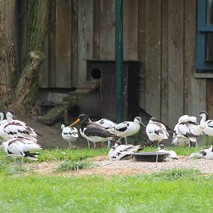 Avocets and oystercatcher