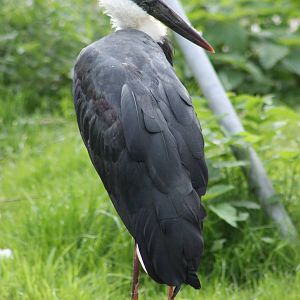 Woolly-neck stork