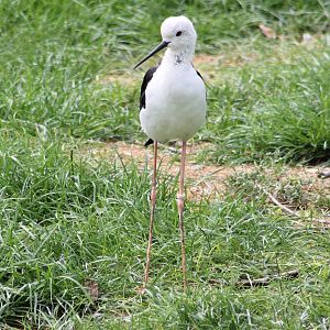 Black-winged stilt