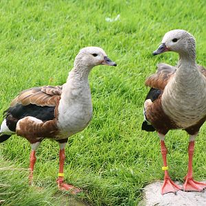 Orinoco geese