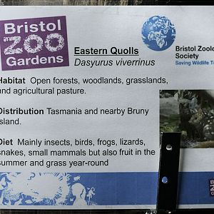 Eastern quoll temporary label